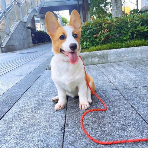 Reflective Long Slip Lead Dog Leash, Anti-Choking Rope Training Leash for Medium Dogs Small Puppy Pets, Available in