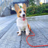 Reflective Long Slip Lead Dog Leash, Anti-Choking Rope Training Leash for Medium Dogs Small Puppy Pets, Available in