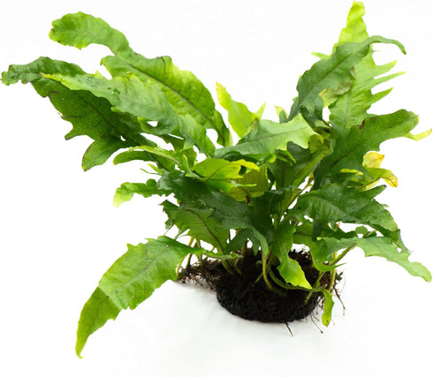 Generic Java Fern Live Aquarium Plants Windelov, Narrow Leaf & More Easy Aquascaping Plants for Freshwater Tanks, Low