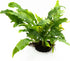 Generic Java Fern Live Aquarium Plants Windelov, Narrow Leaf & More Easy Aquascaping Plants for Freshwater Tanks, Low