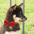 Premium Double Layer Bowtie for Dog Collar Attachment, 20 Colors, Rubber Band for Medium Pet Collars