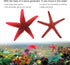 Soft and Flexible Sea Star Artificial Starfish, Silicone Decoration for Fish Tank Landscaping Supplies
