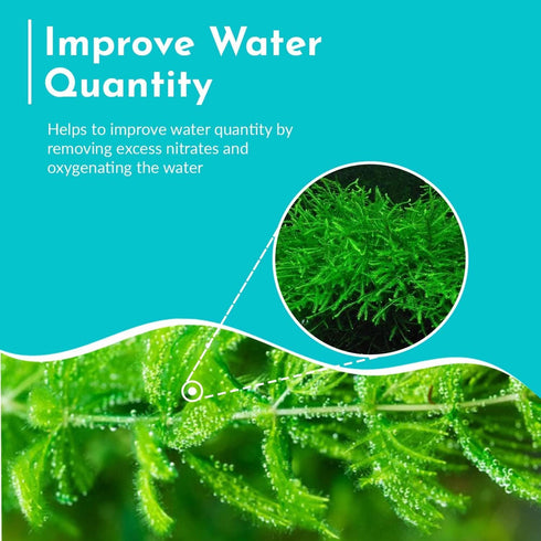 Live Fish Aquarium Plants - Hornwort Coontail - Floating or Rooted, Excellent Oxygenator, Perfect for Ponds