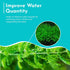 Live Fish Aquarium Plants - Hornwort Coontail - Floating or Rooted, Excellent Oxygenator, Perfect for Ponds