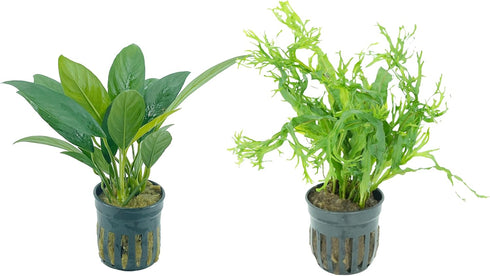 Generic Anubias Congensis and Java Fern Windelov 2 Pots - Live Aquarium Plant