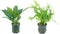 Generic Anubias Congensis and Java Fern Windelov 2 Pots - Live Aquarium Plant