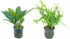 Generic Anubias Congensis and Java Fern Windelov 2 Pots - Live Aquarium Plant