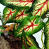 FLmoving 2-Pack Reptile Plants for Terrarium, Amphibian Habitat Decor Artificial Hanging Plants with Suction Cup