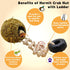 Hermit Crab Moss Coconut Shell Hideout with Climb Ladder,Leopard Gecko Hide Hut with Moss and Sea Shells,Hermit Crab