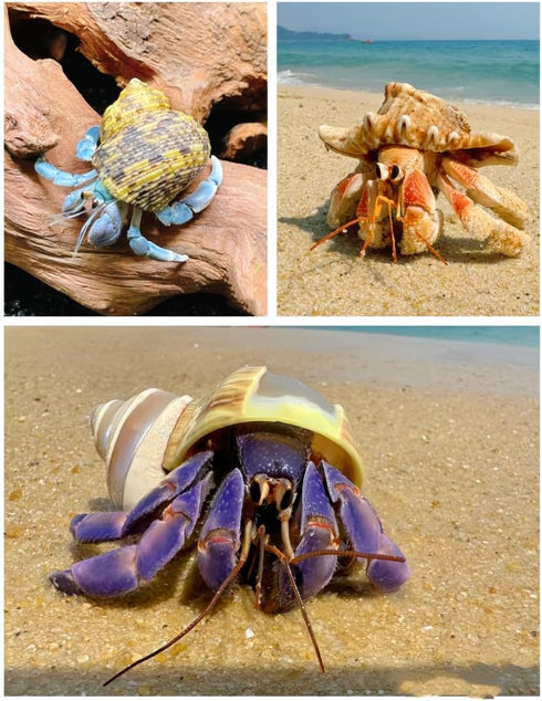 SINGEWOW 6PCS 2.9"-4.0" 1.6" 2.6" (6Pcs Natural Sea Conch Hermit Crab Shells,Opening Size - Growth Turbo for Large
