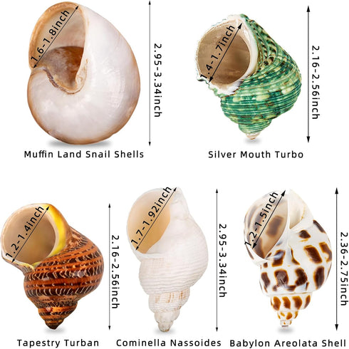 5PCS Medium and Large Hermit Crab Shells, Natural Sea Conch Size 2.2" - 3.4" for Hermit Crab Supplies