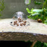 Snail Catcher Plastic Aquarium Snail Trap Box with Fishing Line and Sucker for Fish Tank