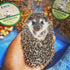 Hedgehog Treat Variety Pack - Healthy Natural Treat Assortment, Dried Mealworms, Black Soldier Fly Larvae & More