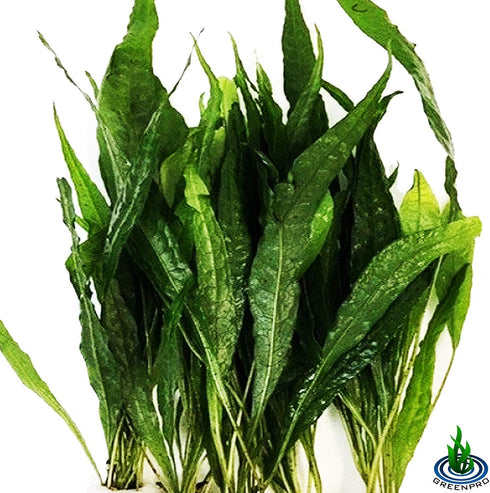 (20+ Leaves) Microsorum Pteropus Java Fern Live Aquarium Plant Tall Bunch Aquatic