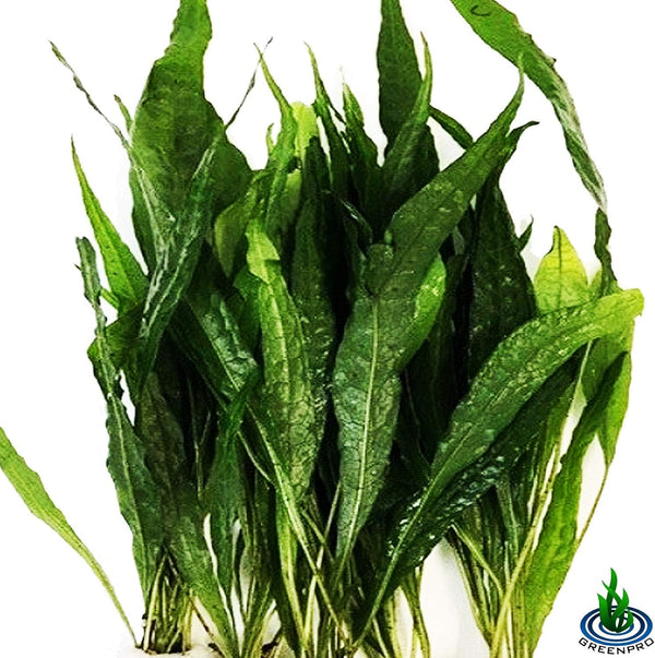 (20+ Leaves) Microsorum Pteropus Java Fern Live Aquarium Plant Tall Bunch Aquatic