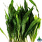 (20+ Leaves) Microsorum Pteropus Java Fern Live Aquarium Plant Tall Bunch Aquatic