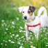 Lionheart Glory Premium Floral Dog Collar, Adjustable Soft Collars for X-Small Small Medium Large Dogs