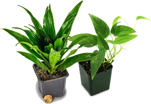Josh's Frogs 12x12x20 Crested Gecko Vivarium Plant Kit