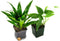 Josh's Frogs 12x12x20 Crested Gecko Vivarium Plant Kit