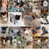 Pet Dog Classic Knitwear Sweater, Warm Winter Puppy Coat, Soft Sweater for Small Dogs (XXS, Grey)