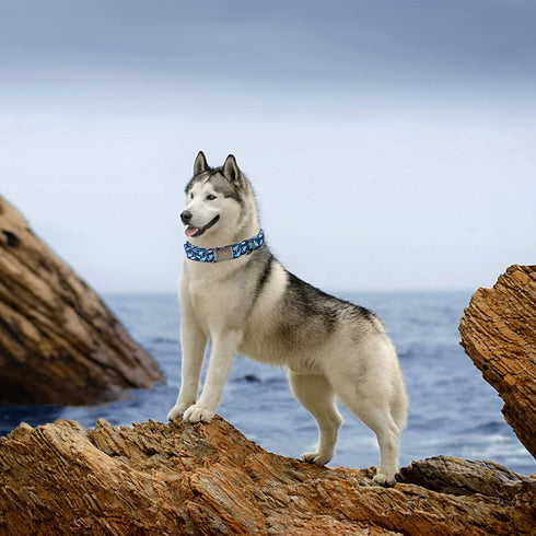 Elegant little tail Adjustable Dog Collar, Blue Shark Pattern, Durable Cute Gift for X-Small Dogs