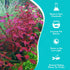 Summer Live Aquarium Ludwigia Repens Plants - Great Background for Fish - Long Lasting & Easy to Maintain - Suitable