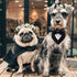 Dog Wedding Bandana, Formal Adjustable Pet Collar with Bow for Small, Medium, Large Dogs, Birthday Gifts (Small, Black)