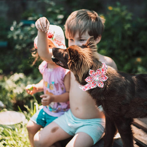 Lionheart Glory Dog Collar with Flower, Pink Peach Adjustable Collar for Small Dogs, Spring Bow