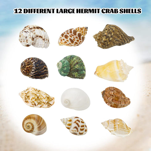 Hermit Crab Shell - Opening Size 0.6"-2", Medium to Large Growth Turbo Seashells for Aquarium Décor, Nautical