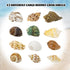 Hermit Crab Shell - Opening Size 0.6"-2", Medium to Large Growth Turbo Seashells for Aquarium Décor, Nautical