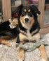HGB No Stuffing Dog Toys for Aggressive Chewers, Squeaky Crinkle Plush Dog Toys to Keep Them Busy & Puppy Teething