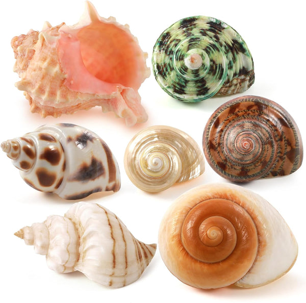 PPCLION 7 PCS Large Medium Small Natural Hermit Crab Shells Turbo Sea