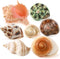 PPCLION 7 PCS Large Medium Small Natural Hermit Crab Shells Turbo Sea