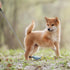 17 Pack, Kanayu Pcs Dog Urine Collector Dog Urine Collection Include Telescopic Dog Urine Sample Catcher, Urine Sample