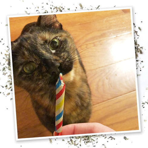 Meowijuana Birthjays Bundle, Catnip Joints and Get Lit Cake Refillable Toy, Hand Harvested Catnip