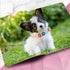 4 Pcs Pink Dog Collar, Spiked Studded Dog Collars, Pearls Dog Necklace with Rhinestone Bow Knot for Dogs (Novel Style,