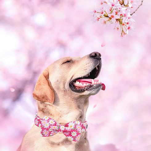 Elegant Little Tail Dog Collar with Bow, Pink Floral Adjustable Collar for X-Large Dogs