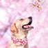 Elegant Little Tail Dog Collar with Bow, Pink Floral Adjustable Collar for X-Large Dogs