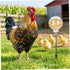 PRINTUB 2 Pack Chicken Pecking Toys, Chick Interactive Slow Feed Enrichment Toy, Chicken Swing Feeder with Spring