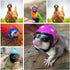 Chicken Helmet Bird Hat Safety Headgear for Small Animals, 5 Pcs Halloween Costumes