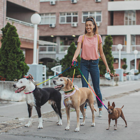 3pcs Slip Lead Dog Leash: No Pull Pet Training Leash for Medium and Small Dogs, 5ft with Two Leather Stoppers (Rainbow)