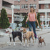 3pcs Slip Lead Dog Leash: No Pull Pet Training Leash for Medium and Small Dogs, 5ft with Two Leather Stoppers (Rainbow)