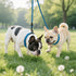 Taglory Double Dog Leash - Reflective Rope, No Tangle Design for Two Dogs, Puppy Small Medium Breeds, Blue
