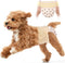 Ambreview Dog Diapers Female, Disposable Diapers for Female Dog with Stretchy Waist,