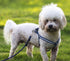 Penta Angel 4Pcs Heavy Duty Dog Leash Clasp Snap Hooks Clips with Spring Buckle for Pet Collar