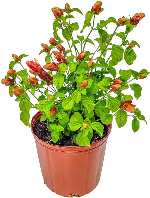 Shrimp Plants (Bush)