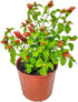 Shrimp Plants (Bush)