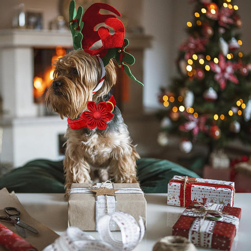 Lionheart Glory Christmas Dog Collar with Flower, Adjustable Soft Pink Collar for Large Dogs, Girl or Boy Pet Gift
