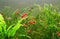 Generic 10 (+2 DOA) Red Cherry Shrimp Freshwater Aquarium Shrimp