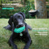 Squeaky Dog Toys for Aggressive Chewers, Rubber Interactive Puppy Ball with Squeaker for Medium and Large Breeds